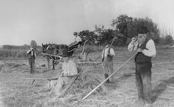 haymaking